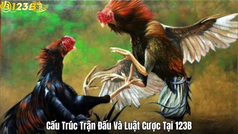 Cấu Trúc Trận Đấu Và Luật Cược Tại 123B