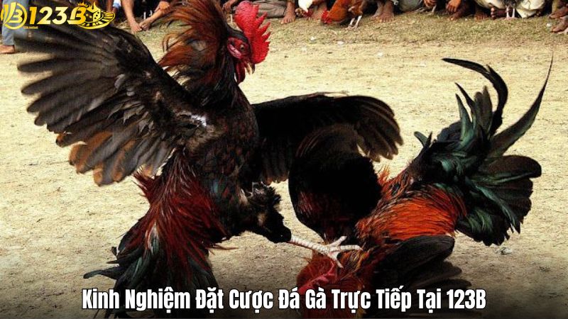 Kinh Nghiệm Đặt Cược Đá Gà Trực Tiếp Tại 123B