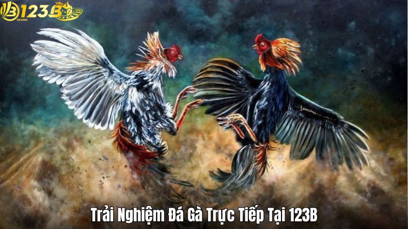 Trải Nghiệm Đá Gà Trực Tiếp Tại 123B